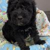 Mini Labradoodles