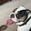 English Bulldog needs forever home!