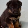 German Shepherd Puppies