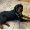 Male Rottweiler - 2 Years Old