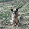 4 year old female German shepherd 