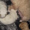 Toy poodle puppies