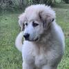 Great Pyrenees puppies 