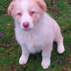 Male Australian Shepherd Puppy