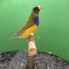 Gouldian finch 