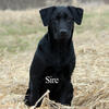 AKC Labrador Retriever Puppies