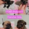 French bulldog puppies! Four girls!