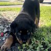 2 AKC German Rottweiler Females Available – Champion Bloodlines – Miami