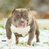 American Pocket bully stud