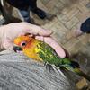 Handfed baby sun conure 