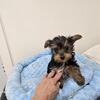 TINY FEMALE YORKIE READY NOW AKC REGISTERED WEIGHS 1.90