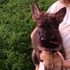 German Shepherd puppies 
