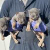 Pocket bullies 3 males available now for pick up