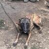 Male and female malinois