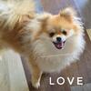 Purse Pomeranian!!!    Love - Teacup Pomeranian Puppy - Champion lines!