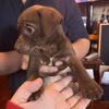 Jack Chi /Australian Kelpie Pinscher Mix Puppies