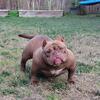 Gorgeous chocolate American Bully female Available 