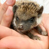 Baby Hedgehog (Male)