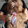AKC shih tzu adult male