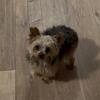 Bred Tea Cup Yorkie, Yorkshire Terrier, tiny