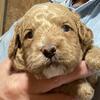 Miniature Golden Doodle