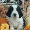 Southern Haven English Springer Spaniels AKC Puppies 