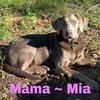 AKC Black Labrador Retrievers