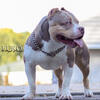 Lilac Merle tri American bully stud