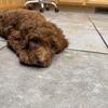 Female Golden doodle puppies