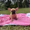 French Bulldog Puppies 