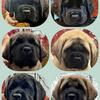 Top quality AKC mastiff puppies 