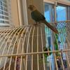 2 baby pineapple conures