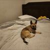 Belgian Malinois and Husky mix puppies