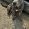 American Bully XL