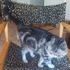 Silver tabby & White Exotic shorthair ADULT female Available