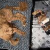 Golden doodle pups F1bbb