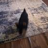 8 wk old yorkie