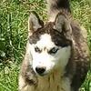 Siberian Husky puppies 