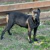 Cane Corso Puppies 