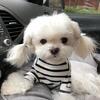Gorgeous And Healthy Female Puppy For Sell
