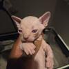 Sphynx Bambino Dwelf Elf Kitten