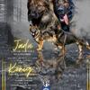 AKC Working line german shepherds