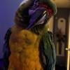 Axl, Blue and Gold Macaw