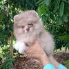 Exclusive Lavender Merle Pomeranian Puppy Female - 5 months  old
