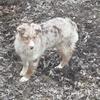 Australian Shepherd Pups