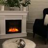 Full AKC Female Shih-tzu 