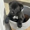 Labrador retriever/German Shepherd