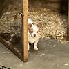 Chihuahua pup last one