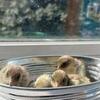 Button quail chicks for sale