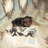 Yorkie puppies (several available)